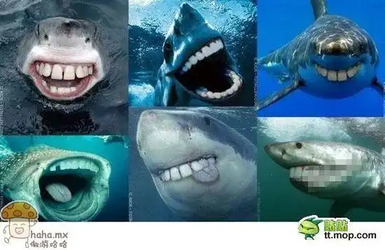 当鲨鱼长出人牙 - 哈哈.mx--分享所有好笑的事_360图片