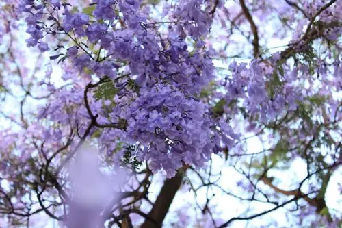 那片蓝紫色的花海 - 堆糖,美图壁纸兴趣社区