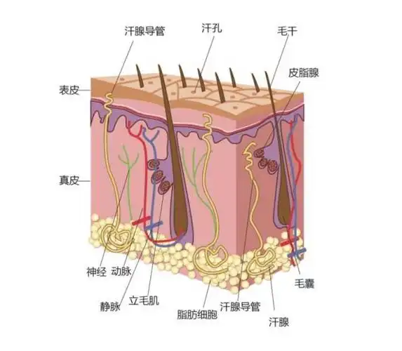 头皮爱出油但头发很毛躁,该如何挑选洗发水?