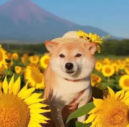 宅在家中无聊至极?你需要这些萌萌的小可爱来治愈你的心情