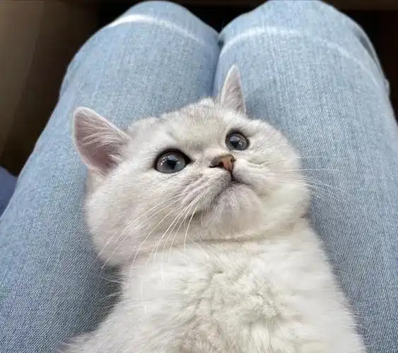 为什么英短猫能稳坐猫界头把交椅网友养了就不想换猫