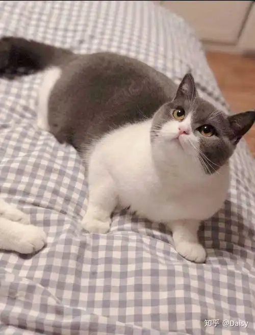 一只品相好的英短蓝白是什么样子的?