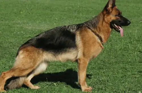 宠物 > 十大温顺犬排行榜,最受欢迎的家养宠物狗   牧羊犬是一种很