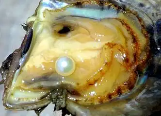 珍珠母贝一生的痛苦泪水和生命的代价