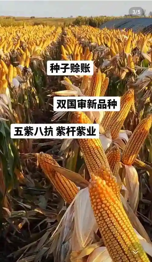 抗涝倒伏 紫根大棒不倒秧 玉米王中王 亩产3800 农业部重 - 抖音