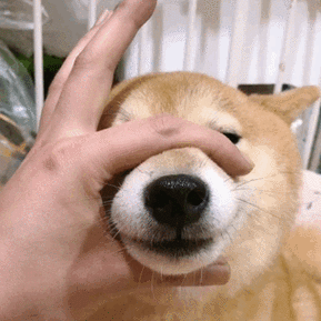 萌宠汪星人柴犬闭嘴动图gif动图_动态图_表情包下载_soogif