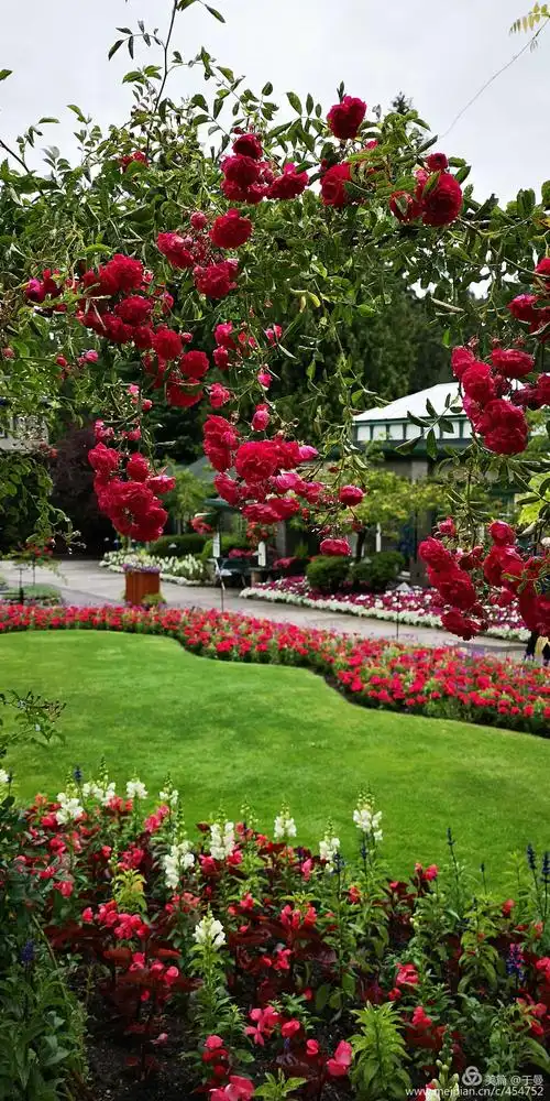 如果说维多利亚是加拿大最美的花园城市,那么布查特花园the