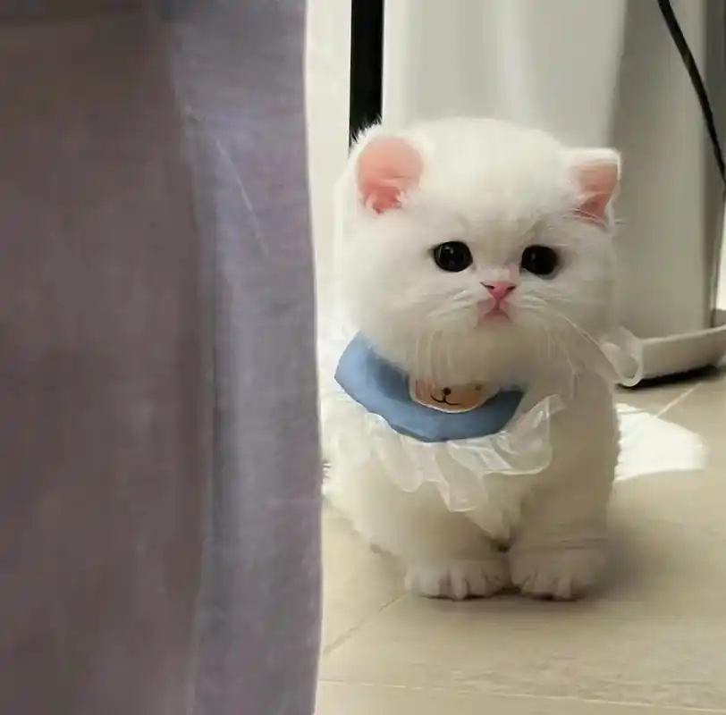 纯白矮猫便宜出