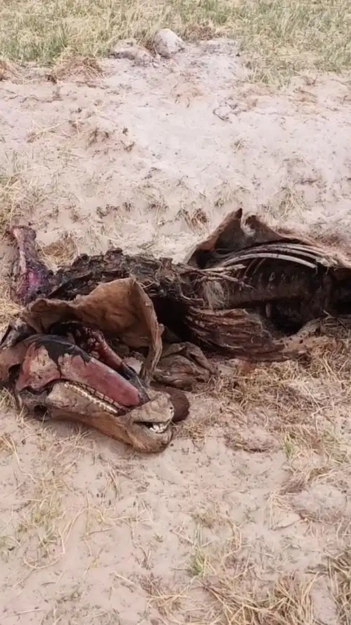 西藏阿里无人区发现一只被狼吃掉的野马