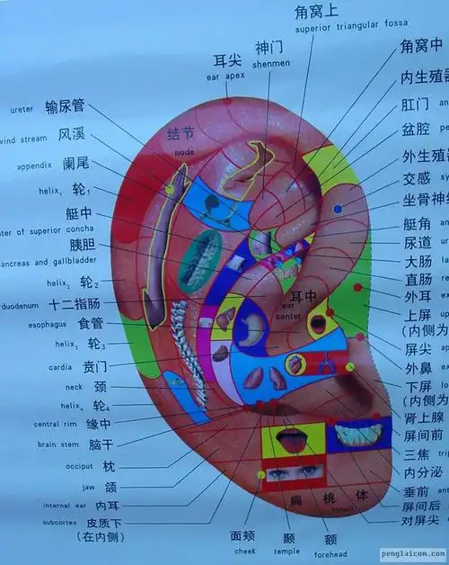 耳诊全息彩色图谱及耳诊诊法