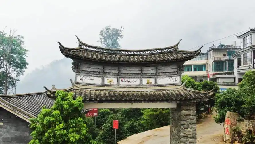 冰岛乔木,带给您不一样的"冰糖甜"-昆明七彩云南庆沣祥茶业股份有限