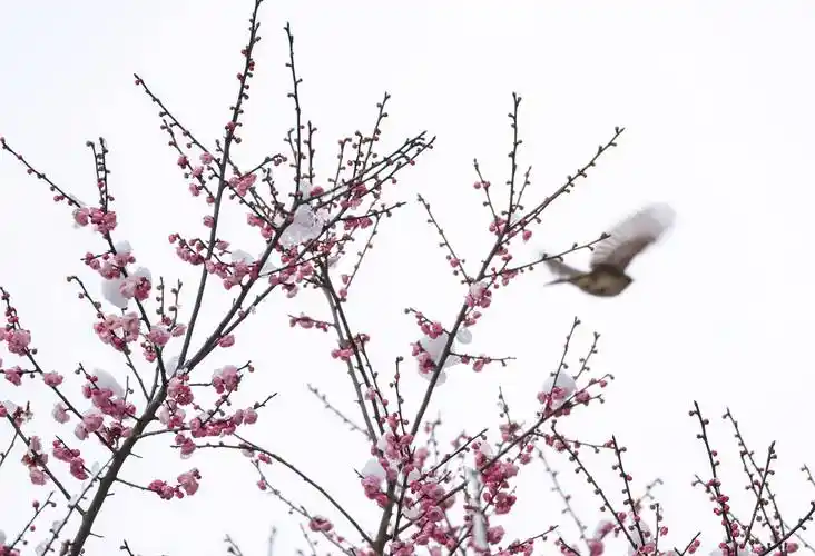 玉屏侗族自治县出现降雪天气,该县舞阳河国家级湿地公园内的梅花傲雪