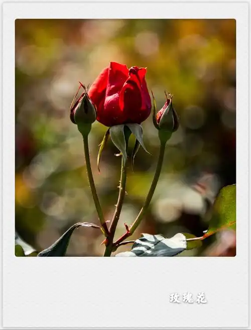 风雨彩虹铿锵玫瑰(首发)