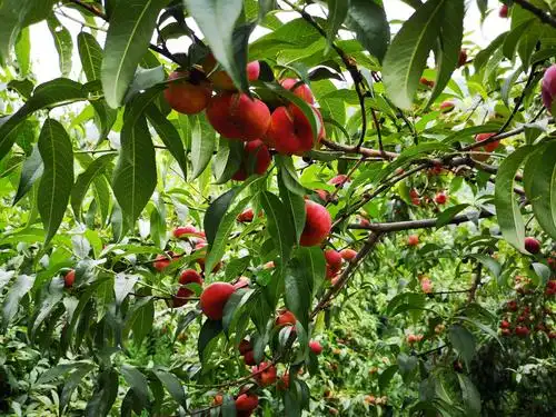 水泉村九莲山蟠桃园采摘开始啦!