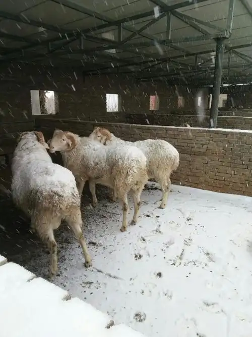 大公羊在享受雪景
