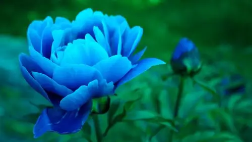 壁纸 蓝牡丹,花 2560x1600 hd 高清壁纸, 图片, 照片