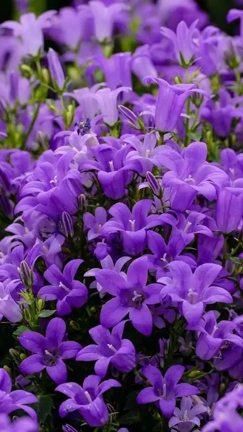 蓝紫色的铃铛花 iphone 壁纸