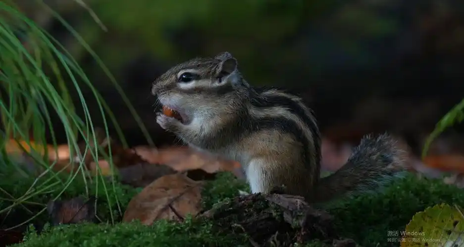 长白山动物王国凤凰网吉林_凤凰网