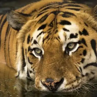 个性老虎头像 霸气威武的老虎头像图片