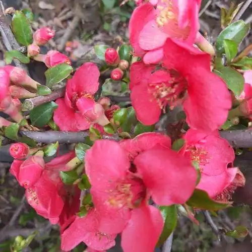 福建长寿果海棠