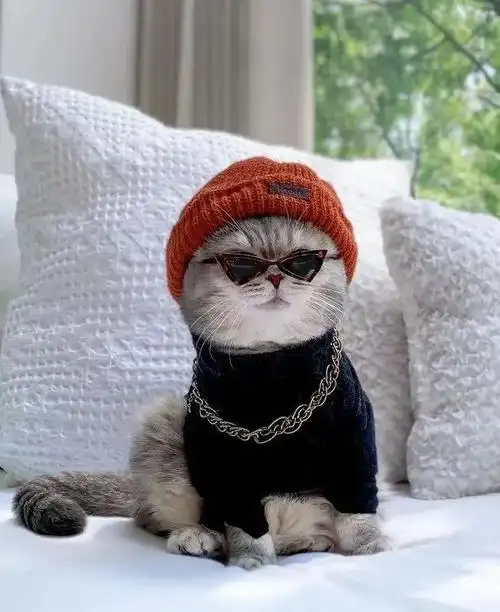 美国这只"绅士猫"火了,时尚穿搭满分,网友:"喵界"吴亦凡_社会_澎湃