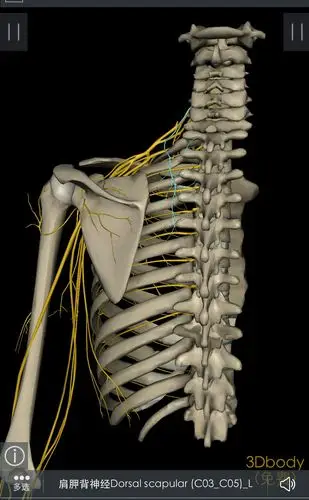 肩背部老伤发损新认识—肩胛背神经卡压综合症的诊疗