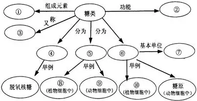 比较直观体现概念之间关系的图示方法,请根据所学"细胞中的糖类"知识