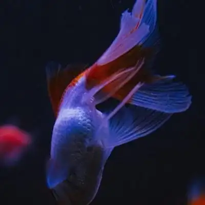 可爱的小金鱼qq微信通用头像图片