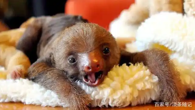 世界上这些即将面临着濒危或灭绝的珍稀可爱小动物,快来看看吧