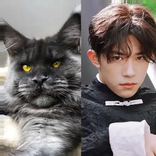 我要上热门#像不像你们说的算缅因猫易烊千玺缅因缅因猫舍