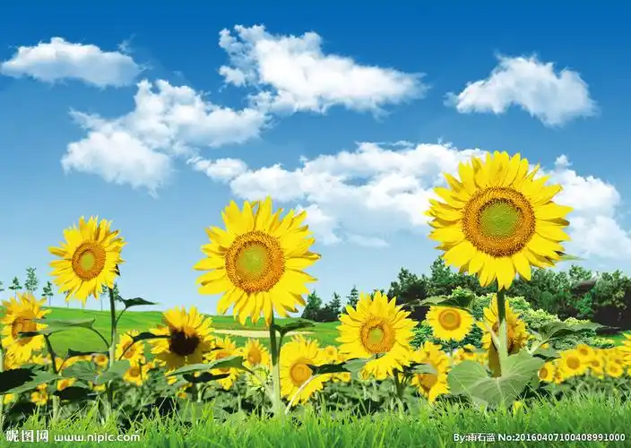碧草蓝天白云向日葵图片