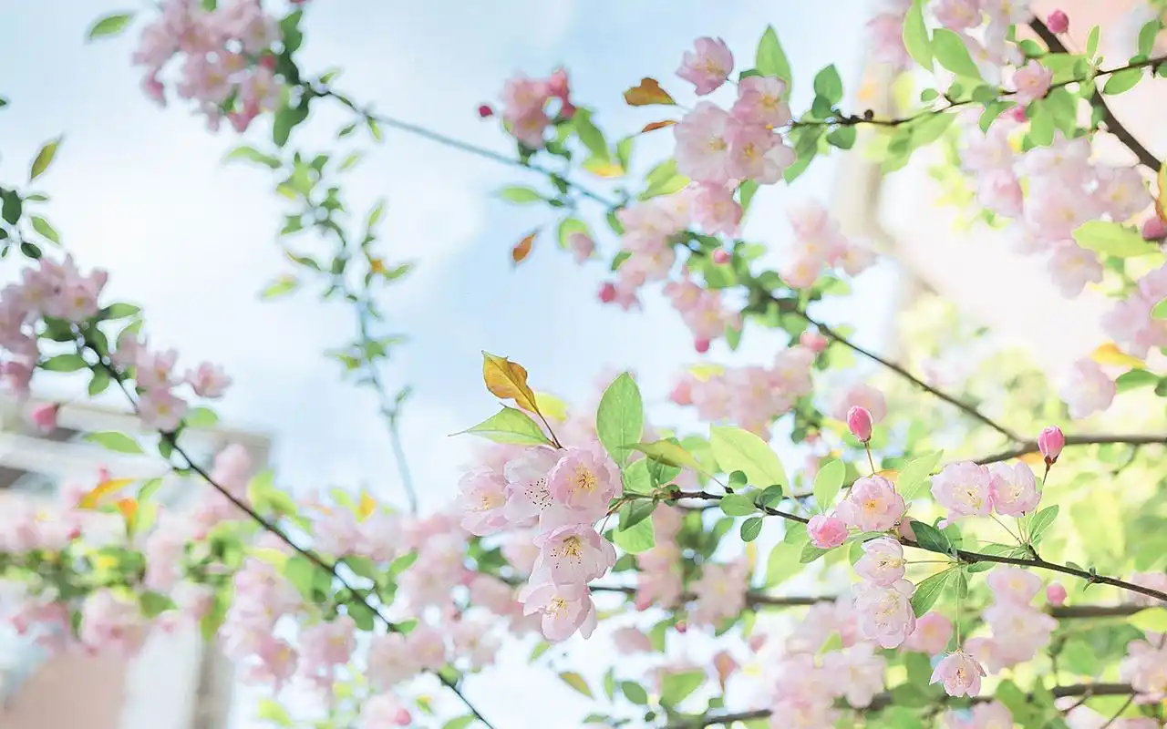 首页 桌面壁纸 植物壁纸 清护眼花卉植物高清电脑壁纸图片 (4/ 7)