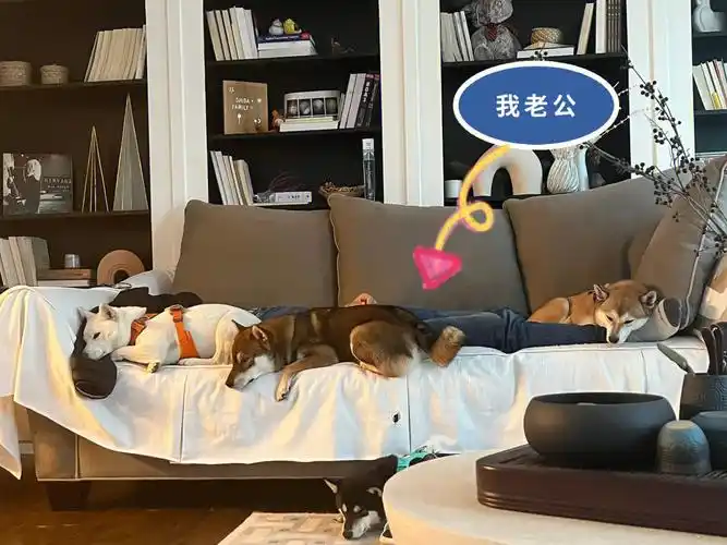 三只睡我老公身上,一只睡他沙发下面,而我,坐在他的对面.