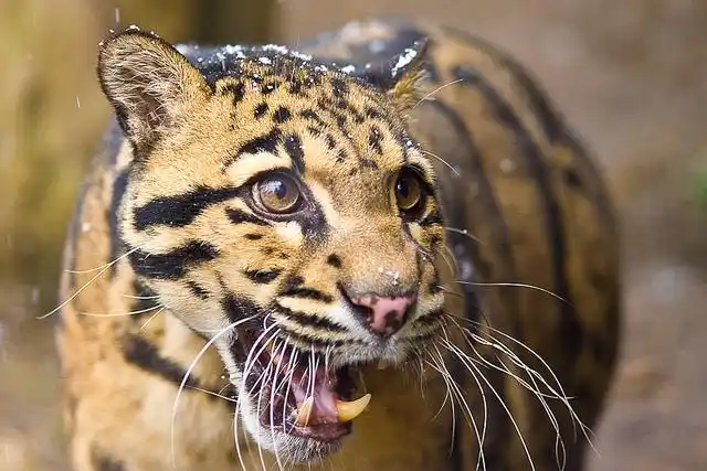 clouded leopard | flickr – 相片分享!