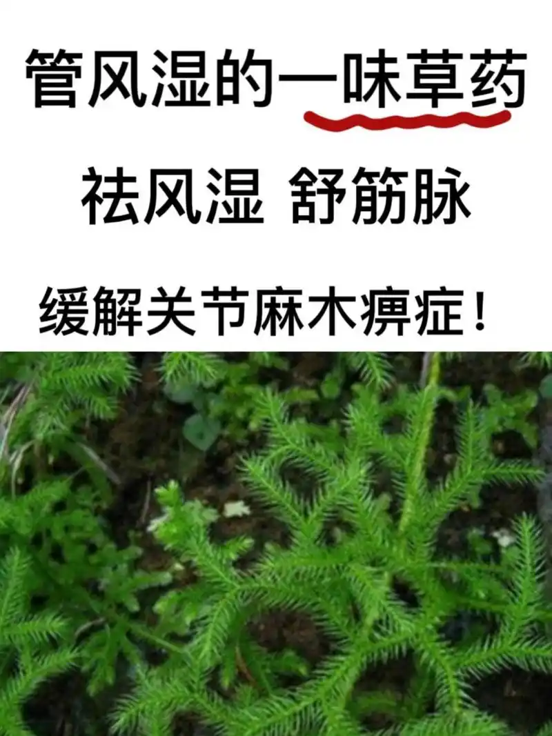 一味草药管风湿,通经络利关节,缓解关节痛 一种神奇草药!