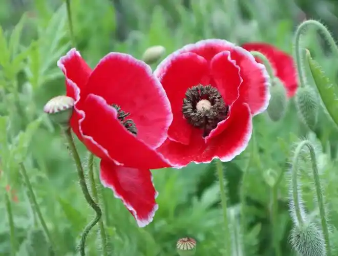 罂粟花,很惊艳.