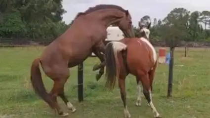 公马和母马谈恋爱,雌马乖乖听话,动物们的感情就是这样纯粹!