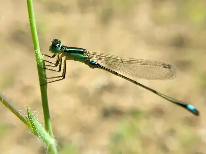 每日一拍#小小蜻蜓-第19页-手机摄影-vivo官网社区