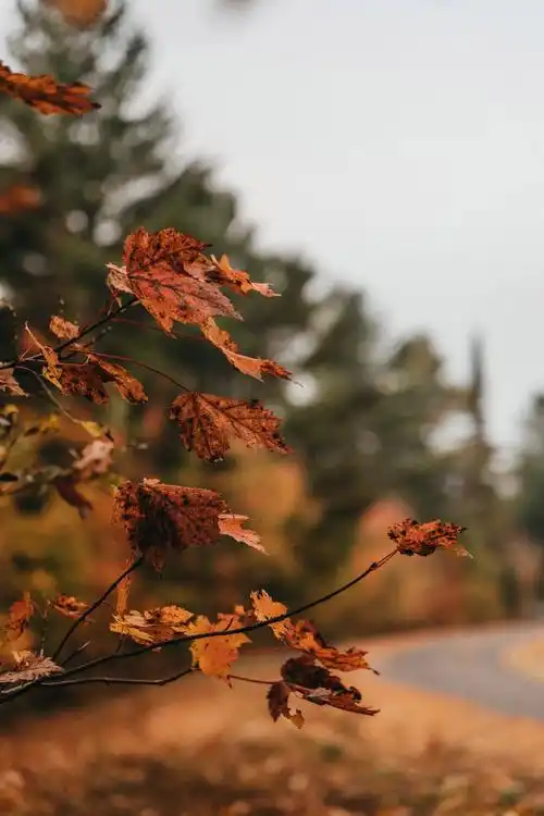 秋季枫叶特写图片