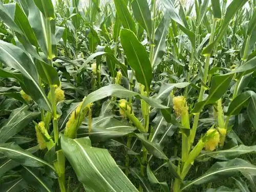 黄淮海玉米高产新秀一盛玉367