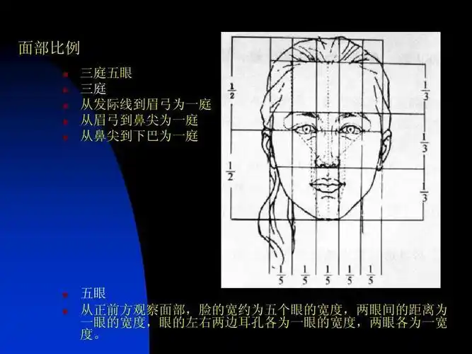 三庭五眼比例示意图简笔画侧面