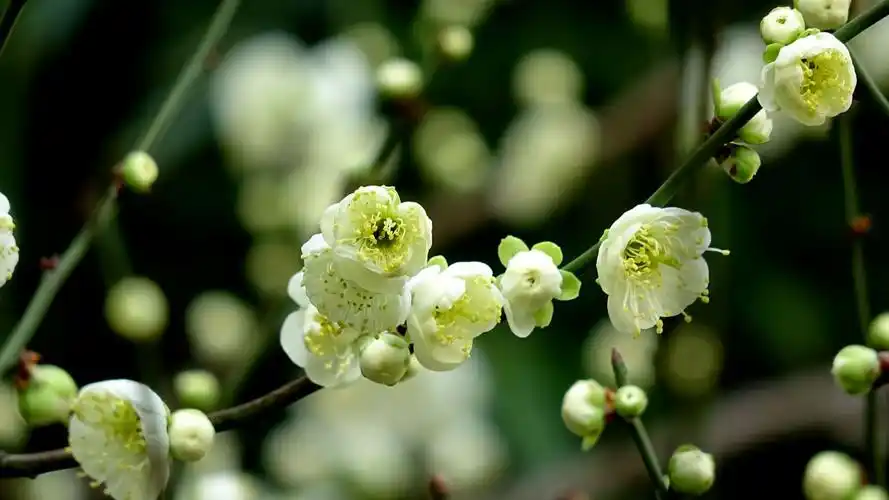 绿色的梅花