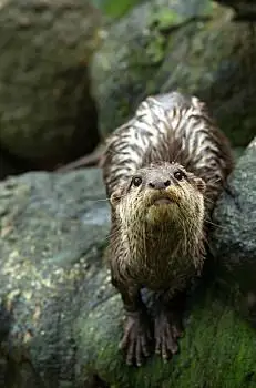 水獭,站立,动物园,漂亮