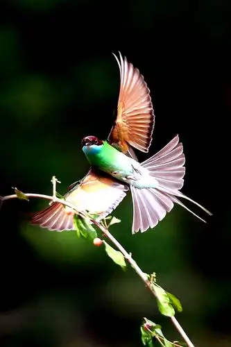 蓝喉蜂虎一一中国最漂亮的小鸟