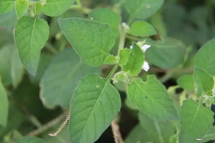 请专家解答一下这个草叫什么