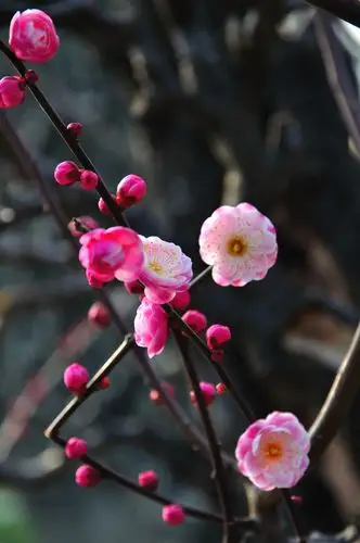 金陵梅花开