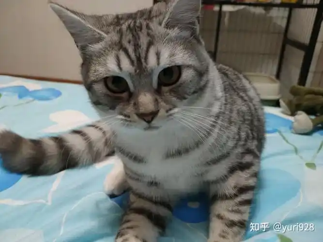 能给我看看英短和美短串的样子嘛