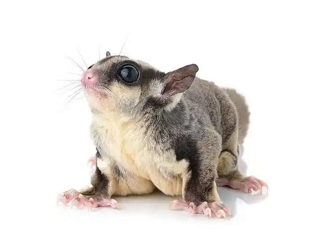 白色背景上的蜜袋鼯