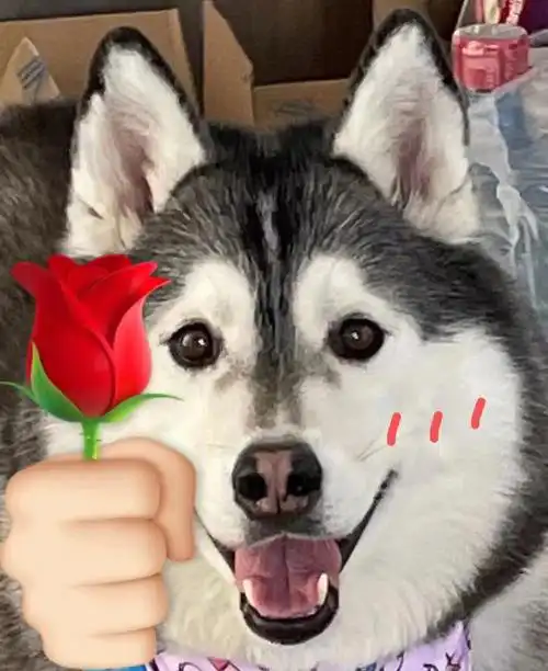 哈士奇|送大家一些儿童节表情包