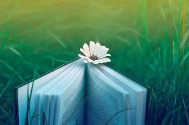 优雅的文艺范句子(精选优雅意境的文艺范句子)